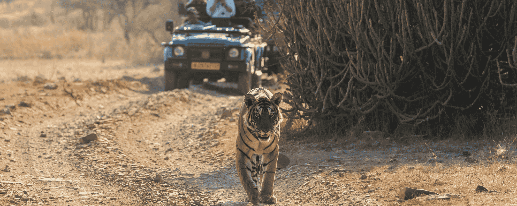 Golden Triangle and Ranthambore